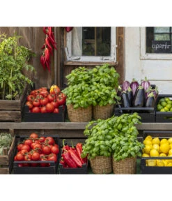 Tomate 'Garance' 11 Tomate 'Garance' -Gartenbedarf Angebote 8002578 WE MO 001 BellaItaliaTomatePaprikaBasilikum2021GC04