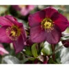 Schneerose 'Ice N' Roses® Red' - Helleborus Gold Collection® -Gartenbedarf Angebote 8010969 PR DE 001 SchneeroseHelleborusRedRechteHeuger