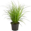 Segge, Verschiedene Sorten -Gartenbedarf Angebote 8011439 PR FS 001 CarexMixGruenT8SeggeDehnerExpressHerzig