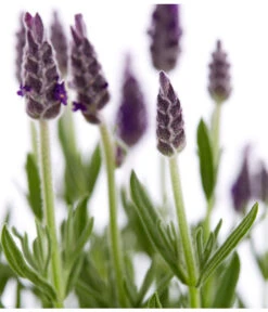 Schopf-Lavendel -Gartenbedarf Angebote 8017014 WE DE 001 LavendelSchopflavendelLavandulaStoechasT13DehnerExpressZS