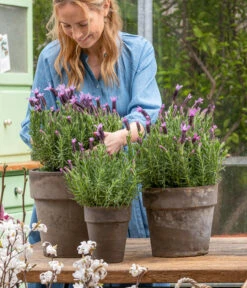 Schopf-Lavendel -Gartenbedarf Angebote 8017014 WE MO 001 SchopfLavendelStoechas