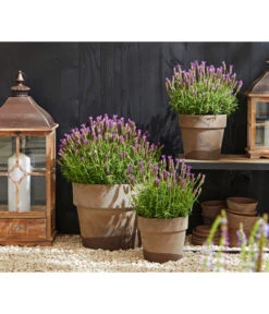 Schopf-Lavendel -Gartenbedarf Angebote 8017014 WE MO 001 Schopflavendel