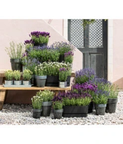 Lavendel 'Silver Sands' -Gartenbedarf Angebote 8022436 WE MO 001 LavendelDark 1