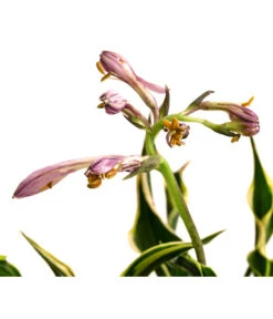 Funkie 'Hands Up' -Gartenbedarf Angebote 8041303 WE DE 001 HostaFunkieHandsUpT13