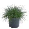 Blauschwingel 'Cool As Ice' -Gartenbedarf Angebote 8042558 WE FS 001 FestucaCinereaCoolAsIceBlauschwingelT14