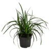 Garten-Segge 'Green Wonder' -Gartenbedarf Angebote 8048993 WE FS 001 CarexOshimensisGreenWonderSeggeT14
