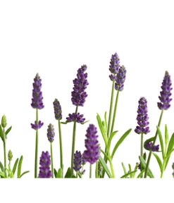Lavendel -Gartenbedarf Angebote 8092108 PR DE 001 LavandulaAngustifoliaLavendelT13DehnerExpressHerzig