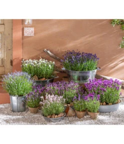 Lavendel -Gartenbedarf Angebote 8092108 WE MO 001 LavendelLavendula