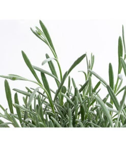 Lavendel 'Silver Sands' -Gartenbedarf Angebote 8092769 WE DE 001 LavendelSilverSands