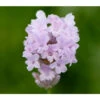 Lavendel 'Little Lottie' 2 Lavendel 'Little Lottie' -Gartenbedarf Angebote 8094469 PR DE 001 DownderryLittleLottieHelixOnline