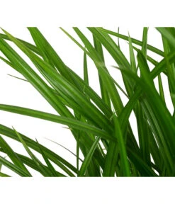 Garten-Segge 'Green Wonder' 7 Garten-Segge 'Green Wonder' -Gartenbedarf Angebote 8095119 WE DE 003 CarexOshimensisGreenWonderZiergrasT19