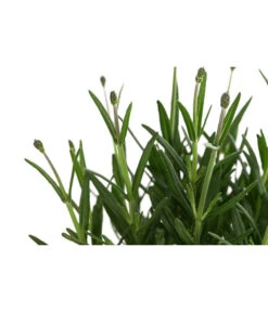 Lavendel 'Royal Blue' -Gartenbedarf Angebote 8097545 WE DE 001 LavendelRoyalBlue1L