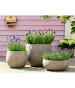 Lavendel 'Royal Blue' -Gartenbedarf Angebote 8097545 WE MO 001 LavendelRoyalBlue