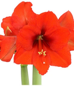 Amaryllis - Hippeastrum 'Superzwiebel' 12 Amaryllis - Hippeastrum 'Superzwiebel' -Gartenbedarf Angebote 8201618 PR DE 001 AmaryllisHippeastrumRittersternSuperzwiebelT17DehnerExpressHerzig