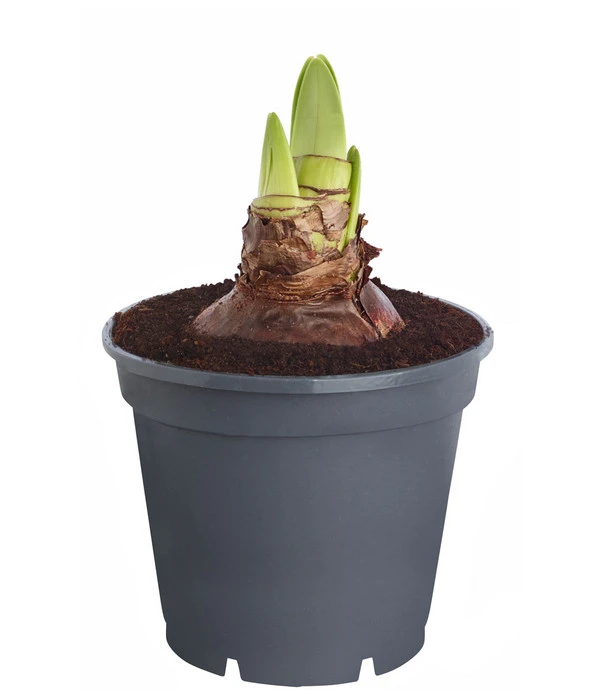 Amaryllis - Hippeastrum 'Superzwiebel' 5 Amaryllis - Hippeastrum 'Superzwiebel' – Bild 3