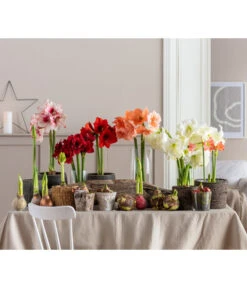 Amaryllis - Hippeastrum 'Superzwiebel' 11 Amaryllis - Hippeastrum 'Superzwiebel' -Gartenbedarf Angebote 8201618 WE MO 001 Amaryllis BestOfAmaryllis