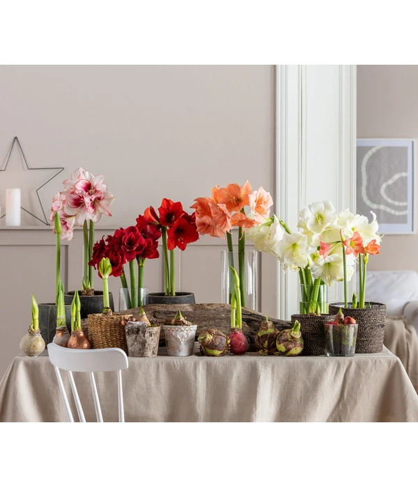 Amaryllis - Hippeastrum 'Superzwiebel' 6 Amaryllis - Hippeastrum 'Superzwiebel' – Bild 4