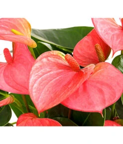 Große Flamingoblume - Anthurium Andreanum, Rosa -Gartenbedarf Angebote 8202855 PR DE 001 AnthurieAnthuriumAndreanumPinkChampionT21DehnerExpressHerzig