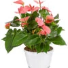 Große Flamingoblume - Anthurium Andreanum, Rosa -Gartenbedarf Angebote 8202855 PR FS 001 AnthurieAnthuriumAndreanumPinkChampionT21DehnerExpressHerzig