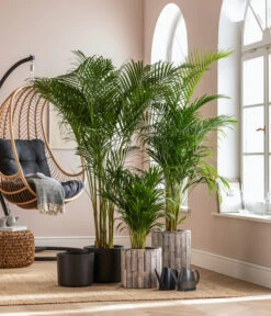 Dehner Holz-Übertopf Luna, Rund, Hellbraun 8 Dehner Holz-Übertopf Luna, Rund, Hellbraun -Gartenbedarf Angebote 8203598 WE MO 001 DypsisLutescensT19 GC01 2022