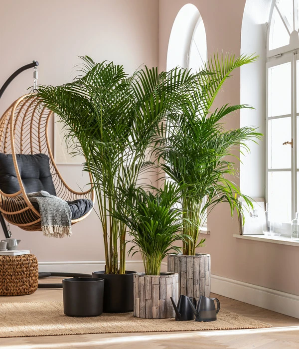 Dehner Holz-Übertopf Luna, Rund, Hellbraun 5 Dehner Holz-Übertopf Luna, Rund, Hellbraun – Bild 3