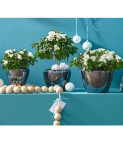 Zimmerazalee - Rhododendron Simsii, Stämmchen 23 Zimmerazalee - Rhododendron Simsii, Stämmchen -Gartenbedarf Angebote 8205148 8205171 8205379 82005148 PR MO 020 AzaleenAzaleaT12UveSauer