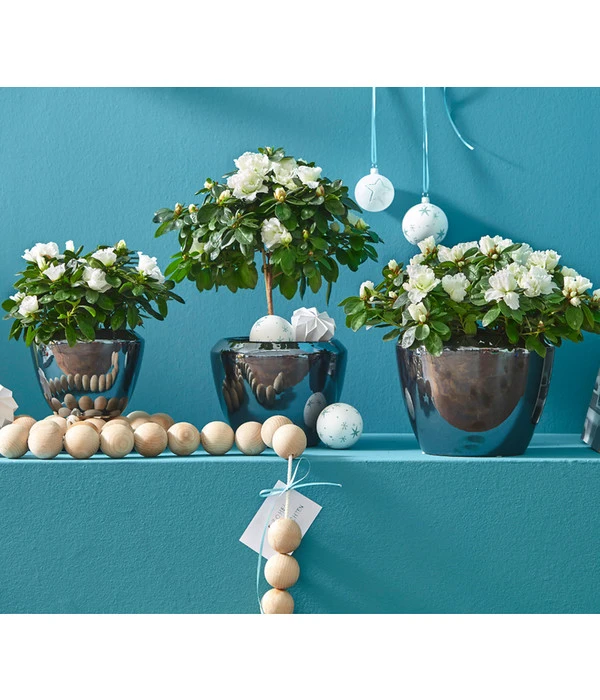 Zimmerazalee - Rhododendron Simsii, Stämmchen 13 Zimmerazalee - Rhododendron Simsii, Stämmchen – Bild 11