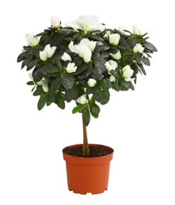 Zimmerazalee - Rhododendron Simsii, Stämmchen 15 Zimmerazalee - Rhododendron Simsii, Stämmchen -Gartenbedarf Angebote 8205171 PR FS 003 AzaleeAzaleaStammT13DehnerExpressHerzig