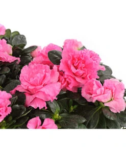 Zimmerazalee - Rhododendron Simsii, Stämmchen 18 Zimmerazalee - Rhododendron Simsii, Stämmchen -Gartenbedarf Angebote 8205171 WE DE 001 AzaleeAzaleaStammT13DehnerExpressHerzig