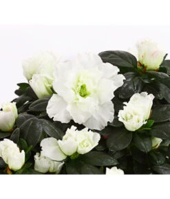 Zimmerazalee - Rhododendron Simsii, Stämmchen 20 Zimmerazalee - Rhododendron Simsii, Stämmchen -Gartenbedarf Angebote 8205171 WE DE 003 AzaleeAzaleaStammT13DehnerExpressHerzig