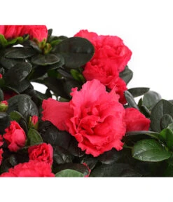 Zimmerazalee - Rhododendron Simsii, Stämmchen 21 Zimmerazalee - Rhododendron Simsii, Stämmchen -Gartenbedarf Angebote 8205171 WE DE 004 AzaleeAzaleaStammT13DehnerExpressHerzig