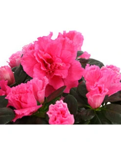 Zimmerazalee - Rhododendron Simsii, Stämmchen 22 Zimmerazalee - Rhododendron Simsii, Stämmchen -Gartenbedarf Angebote 8205171 WE DE 005 AzaleeAzaleaStammT13DehnerExpressHerzig