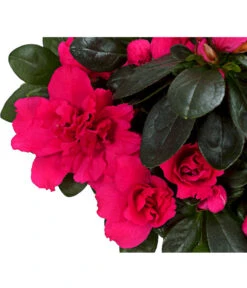 Zimmerazalee - Rhododendron Simsii, Stämmchen 19 Zimmerazalee - Rhododendron Simsii, Stämmchen -Gartenbedarf Angebote 8205171 WE DE 02 AzaleeAzaleaStammT13DehnerExpressHerzig