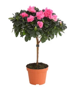 Zimmerazalee - Rhododendron Simsii, Stämmchen 17 Zimmerazalee - Rhododendron Simsii, Stämmchen -Gartenbedarf Angebote 8205171 WE FS 005 AzaleeAzaleaStammT13DehnerExpressHerzig