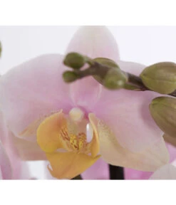 Schmetterlingsorchidee - Phalaenopsis Cultivars -Gartenbedarf Angebote 8207201 PR DE 001 PHalaenopsis2TrieberVerzweigtSortenmixSchmetterlingsorchideeT12DehnerExpressZS
