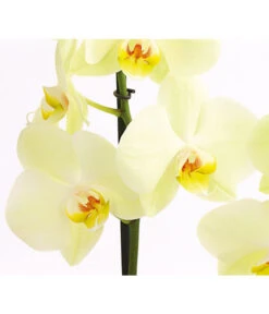 Schmetterlingsorchidee - Phalaenopsis Cultivars -Gartenbedarf Angebote 8207201 PR DE 001 SchmetterlingsorchideePhalaenopsis2TrieberVerzweigt25DehnerExpressHerzig
