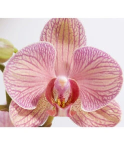 Schmetterlingsorchidee - Phalaenopsis Cultivars -Gartenbedarf Angebote 8207201 PR DE 002 PHalaenopsis2TrieberVerzweigtSortenmixSchmetterlingsorchideeT12DehnerExpressZS