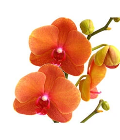 Schmetterlingsorchidee - Phalaenopsis Cultivars -Gartenbedarf Angebote 8207201 PR DE 002 SchmetterlingsorchideePhalaenopsis2TrieberVerzweigt25DehnerExpressHerzig
