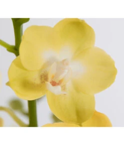 Schmetterlingsorchidee - Phalaenopsis Cultivars -Gartenbedarf Angebote 8207201 PR DE 003 PHalaenopsis2TrieberVerzweigtSortenmixSchmetterlingsorchideeT12DehnerExpressZS