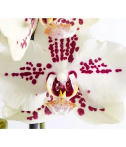 Schmetterlingsorchidee - Phalaenopsis Cultivars -Gartenbedarf Angebote 8207201 PR DE 004 PHalaenopsis2TrieberVerzweigtSortenmixSchmetterlingsorchideeT12DehnerExpressZS