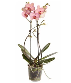 Schmetterlingsorchidee - Phalaenopsis Cultivars -Gartenbedarf Angebote 8207201 PR FS 002 PHalaenopsis2TrieberVerzweigtSortenmixSchmetterlingsorchideeT12DehnerExpressZS