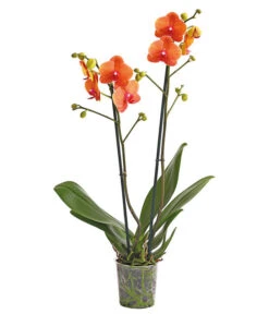 Schmetterlingsorchidee - Phalaenopsis Cultivars -Gartenbedarf Angebote 8207201 PR FS 002 SchmetterlingsorchideePhalaenopsis2TrieberVerzweigt25DehnerExpressHerzig