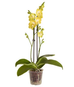 Schmetterlingsorchidee - Phalaenopsis Cultivars -Gartenbedarf Angebote 8207201 PR FS 003 PHalaenopsis2TrieberVerzweigtSortenmixSchmetterlingsorchideeT12DehnerExpressZS