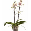 Schmetterlingsorchidee - Phalaenopsis Cultivars 2 Schmetterlingsorchidee - Phalaenopsis Cultivars -Gartenbedarf Angebote 8207201 PR FS 004 PHalaenopsis2TrieberVerzweigtSortenmixSchmetterlingsorchideeT12DehnerExpressZS