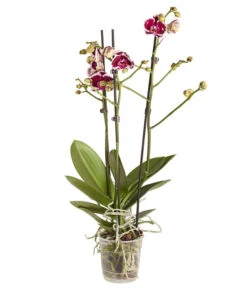 Schmetterlingsorchidee - Phalaenopsis Cultivars -Gartenbedarf Angebote 8207201 PR FS 04 PHalaenopsis2TrieberVerzweigtSortenmixSchmetterlingsorchideeT12DehnerExpressZS