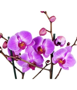 Schmetterlingsorchidee - Phalaenopsis Cultivars -Gartenbedarf Angebote 8207201 WE DE 004 SchmetterlingsorchideePhalaenopsis2TrieberVerzweigt25DehnerExpressHerzig