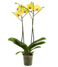Schmetterlingsorchidee - Phalaenopsis Cultivars -Gartenbedarf Angebote 8207201 WE FS 001 Phalaenopsis2TrieberVerzweigt25Dehner
