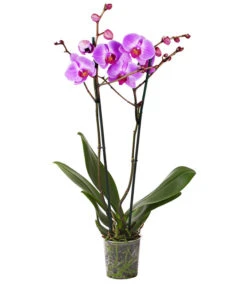 Schmetterlingsorchidee - Phalaenopsis Cultivars -Gartenbedarf Angebote 8207201 WE FS 004 SchmetterlingsorchideePhalaenopsis2TrieberVerzweigt25DehnerExpressHerzig