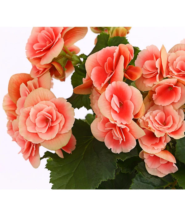 Elatior-Begonie - Begonia Elatior 'Borias®' 4 Elatior-Begonie - Begonia Elatior 'Borias®' – Bild 2