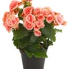 Elatior-Begonie - Begonia Elatior 'Borias®' -Gartenbedarf Angebote 8208209 PR FS 002 BegonieBegoniaBoriasRosaT13PremiumDehnerExpressHerzig